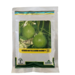 hybrid bottle gourd round f1 kaddu seed removebg preview