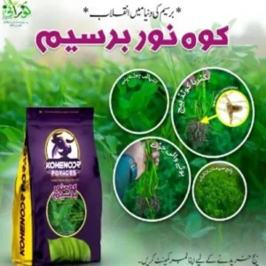 Kohenoor Berseem (Rhizobium Bacteria Coated Seeds) 1KG کوہ نور بسیم ایک ایکڑ کیلئے