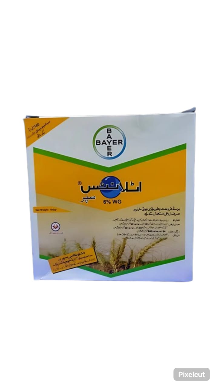 Atlantis Super 6wg 100gm