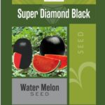 safa 92 nasarpuri onion seed 1kg – noorani seeds | original np onion beej | 200–350g large red bulbs | high yield & long storage