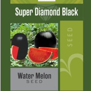 safa 92 nasarpuri onion seed 1kg – noorani seeds | original np onion beej | 200–350g large red bulbs | high yield & long storage